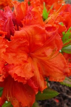 Gibraltar Azalea (Rhododendron) - 3 Gallon Pot -Plant Lover House Shop Rhododendron Gibraltar 4