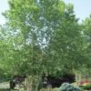River Birch Tree (Betula Nigra) - 3 Gallon Pot (Multi Trunk) -Plant Lover House Shop River Birch 10