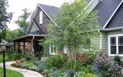 River Birch Tree (Betula Nigra) - 3 Gallon Pot (Multi Trunk) -Plant Lover House Shop River Birch Tree B