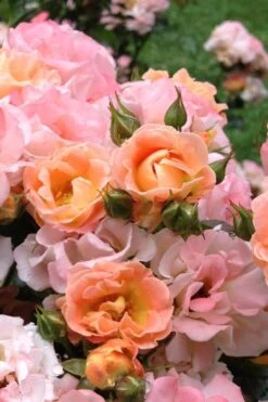 Peach Drift Groundcover Rose - 3 Gallon Pot -Plant Lover House Shop Rose Drift Peach 22