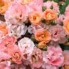 Peach Drift Groundcover Rose - 3 Gallon Pot -Plant Lover House Shop Rose Drift Peach 23