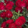 Red Drift Groundcover Rose - 3 Gallon Pot -Plant Lover House Shop Rose Drift Red 10