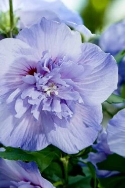 Blue Chiffon Rose Of Sharon - 2 Gallon Pot 13 Blue Chiffon Rose Of Sharon - 2 Gallon Pot -Plant Lover House Shop Rose Of Sharon Blue Chiffon 10 1