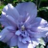 Blue Chiffon Rose Of Sharon - 3 Gallon Pot 1 Blue Chiffon Rose Of Sharon - 3 Gallon Pot -Plant Lover House Shop Rose Of Sharon Blue Chiffon 11 3