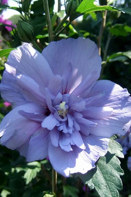 Blue Chiffon Rose Of Sharon - 3 Gallon Pot 3 Blue Chiffon Rose Of Sharon - 3 Gallon Pot