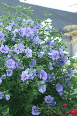 Blue Chiffon Rose Of Sharon - 2 Gallon Pot 12 Blue Chiffon Rose Of Sharon - 2 Gallon Pot -Plant Lover House Shop Rose Of Sharon Blue Chiffon 5 1
