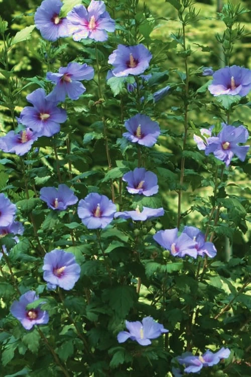 Blue Satin Rose Of Sharon - Hibiscus - Althea - 2 Gallon Pot 8 Blue Satin Rose Of Sharon - Hibiscus - Althea - 2 Gallon Pot - Image 6