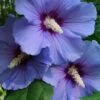 Blue Satin Rose Of Sharon - Hibiscus - Althea - 2 Gallon Pot 2 Blue Satin Rose Of Sharon - Hibiscus - Althea - 2 Gallon Pot -Plant Lover House Shop Rose Of Sharon Blue Satin 14