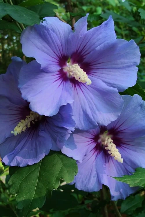 Blue Satin Rose Of Sharon - Hibiscus - Althea - 2 Gallon Pot 3 Blue Satin Rose Of Sharon - Hibiscus - Althea - 2 Gallon Pot