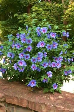 Blue Satin Rose Of Sharon - Hibiscus - Althea - 2 Gallon Pot 12 Blue Satin Rose Of Sharon - Hibiscus - Althea - 2 Gallon Pot -Plant Lover House Shop Rose Of Sharon Blue Satin 16