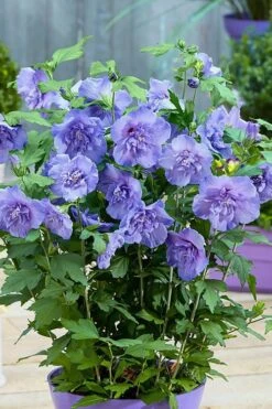 Blue Chiffon Rose Of Sharon - 3 Gallon Pot 14 Blue Chiffon Rose Of Sharon - 3 Gallon Pot -Plant Lover House Shop Rose Of Sharon BlueChiffon 6 3