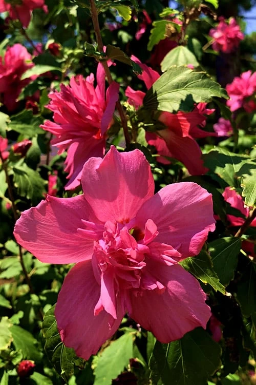 Lucy Rose Of Sharon (Althea) - Hibiscus Syriacus - 3 Gallon Pot 7 Lucy Rose Of Sharon (Althea) - Hibiscus Syriacus - 3 Gallon Pot - Image 5