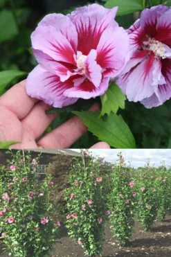 Purple Pillar Rose Of Sharon - 3 Gallon Pot 13 Purple Pillar Rose Of Sharon - 3 Gallon Pot -Plant Lover House Shop Rose Of Sharon Purple Pillar 1