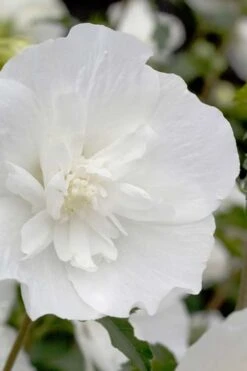 White Pillar Rose Of Sharon - 3 Gallon Pot -Plant Lover House Shop Rose Of Sharon White Pillar 2