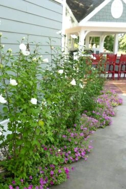 White Pillar Rose Of Sharon - 3 Gallon Pot -Plant Lover House Shop Rose Of Sharon White Pillar 4