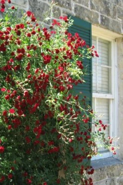 Red Cascade Miniature Climbing Rose - 6 Pack Of 1 Gallon Pots -Plant Lover House Shop Rose Red Cascade 10 1