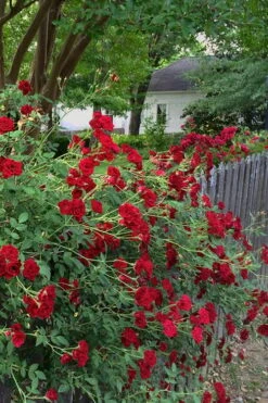 Red Cascade Miniature Climbing Rose - 6 Pack Of 1 Gallon Pots -Plant Lover House Shop Rose Red Cascade 11 1
