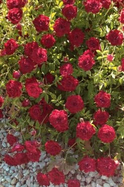 Red Cascade Miniature Climbing Rose - 6 Pack Of 1 Gallon Pots -Plant Lover House Shop Rose Red Cascade 12 1