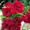 Red Cascade Miniature Climbing Rose - 1 Gallon Pot -Plant Lover House Shop Rose Red Cascade Closeup 2