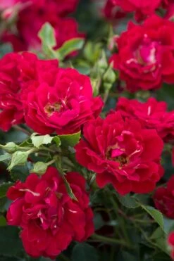 Red Drift Groundcover Rose - 3 Gallon Pot -Plant Lover House Shop Rose Red Drift BS