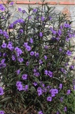 Purple Showers Mexican Petunia - Ruellia - 1 Gallon Pot 12 Purple Showers Mexican Petunia - Ruellia - 1 Gallon Pot -Plant Lover House Shop Ruellia Purple Showers 10