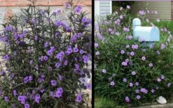 Purple Showers Mexican Petunia - Ruellia - 1 Gallon Pot 13 Purple Showers Mexican Petunia - Ruellia - 1 Gallon Pot -Plant Lover House Shop Ruellia Purple Showers 2