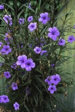 Purple Showers Mexican Petunia - Ruellia - 1 Gallon Pot 15 Purple Showers Mexican Petunia - Ruellia - 1 Gallon Pot -Plant Lover House Shop Ruellia Purple Showers 7