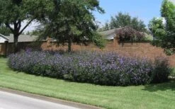 Purple Showers Mexican Petunia - Ruellia - 1 Gallon Pot 14 Purple Showers Mexican Petunia - Ruellia - 1 Gallon Pot -Plant Lover House Shop Ruellia Purple Showers 8