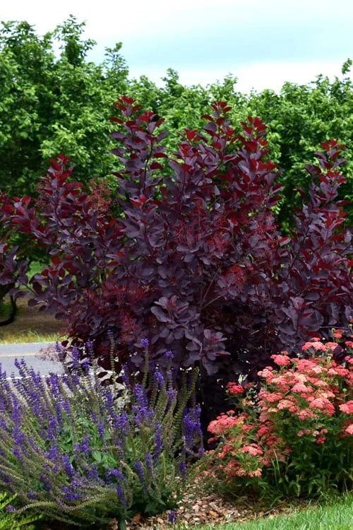 Royal Purple Smoke Tree (Smokebush) - 5 Gallon Pot - SALE 11 Royal Purple Smoke Tree (Smokebush) - 5 Gallon Pot - SALE - Image 9