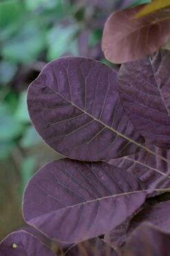 Royal Purple Smoke Tree (Smokebush) - Cotinus Coggygria - 3 Gallon Pot -Plant Lover House Shop SMoke Tree Royal Purple 22 1