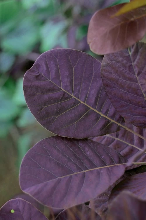 Royal Purple Smoke Tree (Smokebush) - 5 Gallon Pot - SALE 8 Royal Purple Smoke Tree (Smokebush) - 5 Gallon Pot - SALE - Image 6