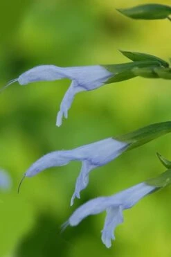 Argentine Skies Salvia (Hummingbird Sage) - 1 Gallon Pot -Plant Lover House Shop Salvia Argentine Skies 1