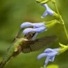 Argentine Skies Salvia (Hummingbird Sage) - 1 Gallon Pot -Plant Lover House Shop Salvia Argentine Skies 2