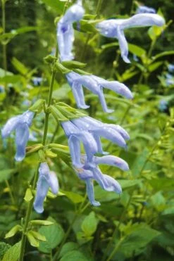 Argentine Skies Salvia (Hummingbird Sage) - 1 Gallon Pot -Plant Lover House Shop Salvia Argentine Skies 4