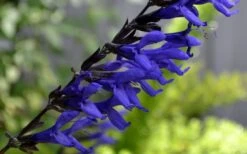 Black And Blue Salvia (Blue Anise Sage) - Salvia Guaranitica - 6 Pack Of 1 Gallon Pots -Plant Lover House Shop Salvia Black And Blue 1