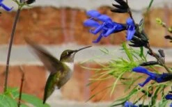 Black And Blue Salvia (Blue Anise Sage) - Salvia Guaranitica - 6 Pack Of 1 Gallon Pots -Plant Lover House Shop Salvia Black And Blue 2