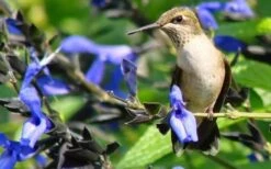 Black And Blue Salvia (Blue Anise Sage) - Salvia Guaranitica - 6 Pack Of 1 Gallon Pots -Plant Lover House Shop Salvia Black And Blue 3