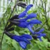 Black And Blue Salvia (Blue Anise Sage) - Salvia Guaranitica - 6 Pack Of 1 Gallon Pots -Plant Lover House Shop Salvia Black And Blue 500x750 1