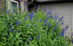 Black And Blue Salvia (Blue Anise Sage) - Salvia Guaranitica -1 Gallon Pot -Plant Lover House Shop Salvia Black And Blue 6 1