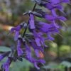 Purple Majesty Salvia (Salvia Guaranitica) - 1 Gallon Pot -Plant Lover House Shop Salvia Guarantica Purple Majesty 3
