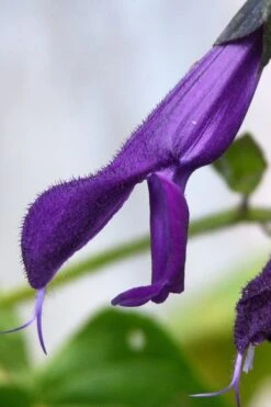 Purple Majesty Salvia (Salvia Guaranitica) - 1 Gallon Pot -Plant Lover House Shop Salvia Guarantica Purple Majesty 4
