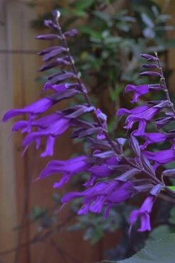 Purple Majesty Salvia (Salvia Guaranitica) - 1 Gallon Pot -Plant Lover House Shop Salvia Guarantica Purple Majesty 5