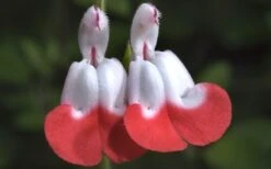 Hot Lips Sage - Salvia Microphylla - 7.5" Pot 20 Hot Lips Sage - Salvia Microphylla - 7.5" Pot -Plant Lover House Shop Salvia Hot Lips 15