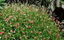 Hot Lips Sage - Salvia Microphylla - 7.5" Pot 19 Hot Lips Sage - Salvia Microphylla - 7.5" Pot -Plant Lover House Shop Salvia Hot Lips 17