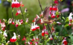 Hot Lips Sage - Salvia Microphylla - 7.5" Pot 16 Hot Lips Sage - Salvia Microphylla - 7.5" Pot -Plant Lover House Shop Salvia Hot Lips 20