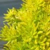 Lemon Ball Sedum - 3 Pack Of Quart Pots -Plant Lover House Shop Sedum mexicanum lemon ball 1
