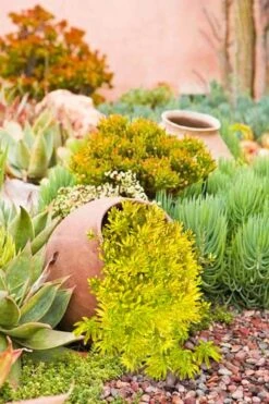 Lemon Ball Sedum - 3 Pack Of Quart Pots -Plant Lover House Shop Sedum mexicanum lemon ball 2