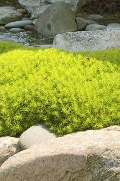 Lemon Ball Sedum - 3 Pack Of Quart Pots -Plant Lover House Shop Sedum mexicanum lemon ball 4