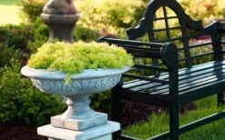 Lemon Ball Sedum - 3 Pack Of Quart Pots -Plant Lover House Shop Sedum mexicanum lemon ball 6