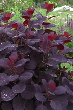Royal Purple Smoke Tree (Smokebush) - Cotinus Coggygria - 2 Gallon Pot -Plant Lover House Shop Smoke Tree Royal Purple 11 4